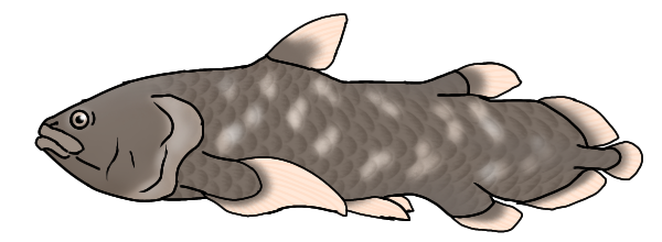 Indonesian coelacanth