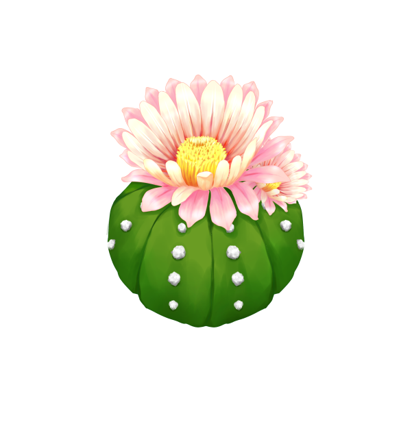 Astrophytum asterias