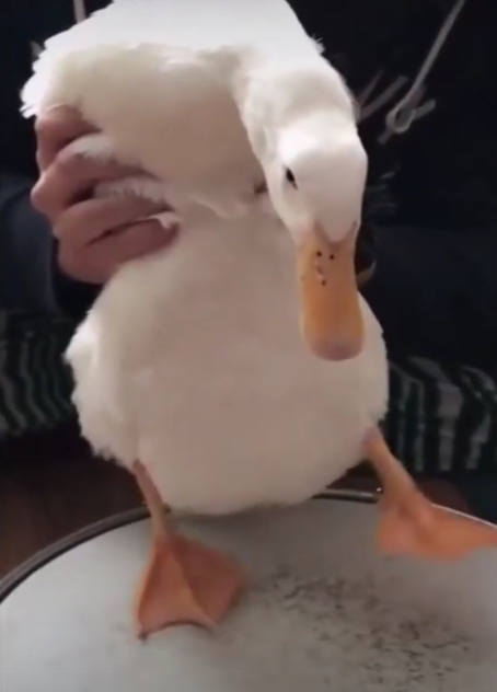 Duck playing the drums