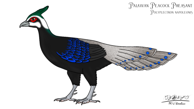 Palawan Peacock Pheasant m adjust