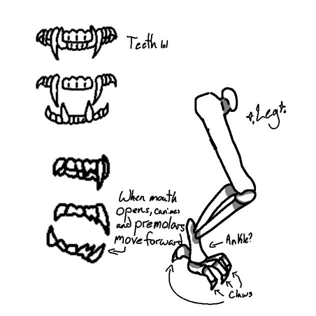 Skinx anatomy stuff