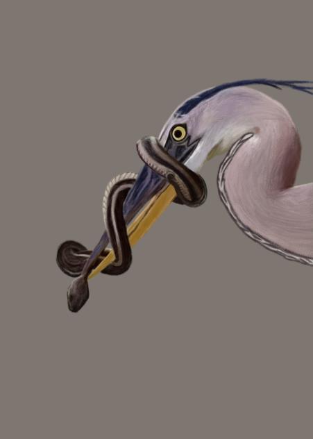 The Great Blue Herion