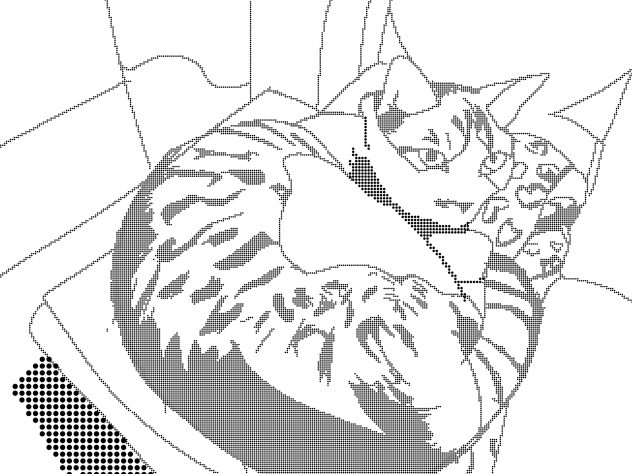 my cat
