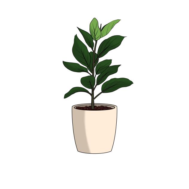 Indoor plant 1