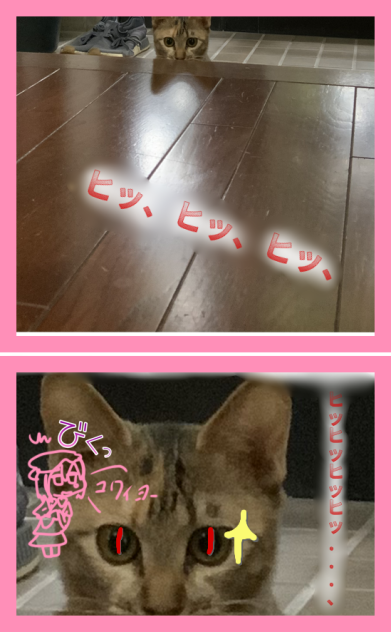 あおおにみたいなささみ🐱