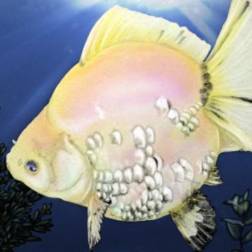 透明鱗の琉金（金魚）