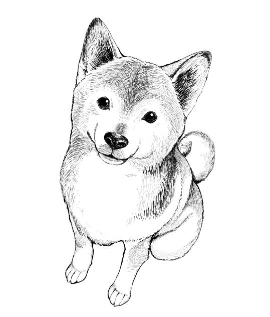 柴犬