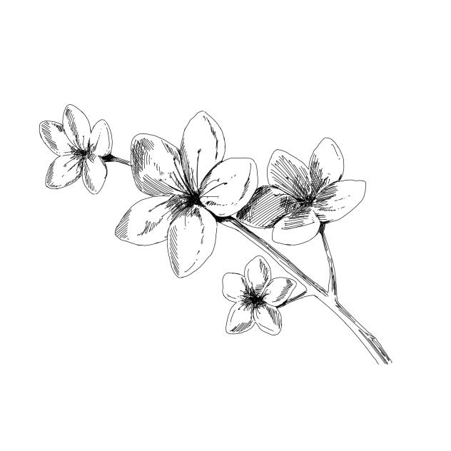 Cherry Blossom