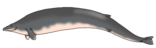 Perucetus colossus (1.1) render