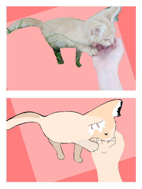 Cream kitten day 2 💕