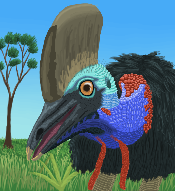 Just a Cassowary