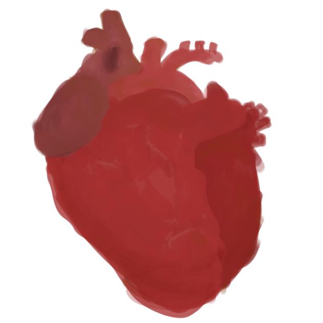 The heart