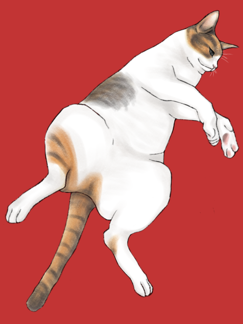 猫の寝姿