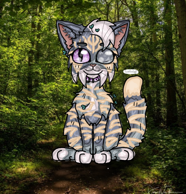 заказ котика