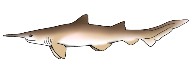 Scapanorhynchus rapax render
