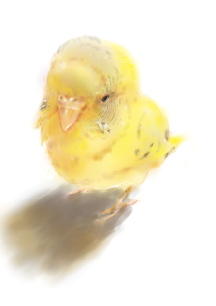 インコは描いてて癒された