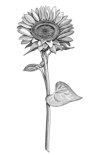 Sunflower 1a