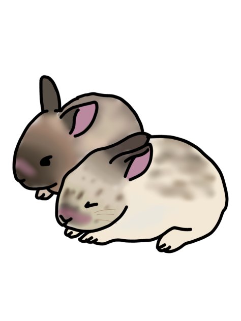 Jojo and fawn (my friend’s bunnies)