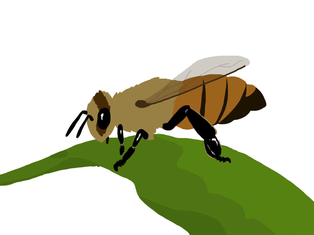 Bee 4 - ibisPaint