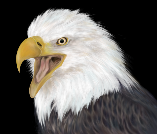 わっし　鳥練習用イラスト　ネット画像参照