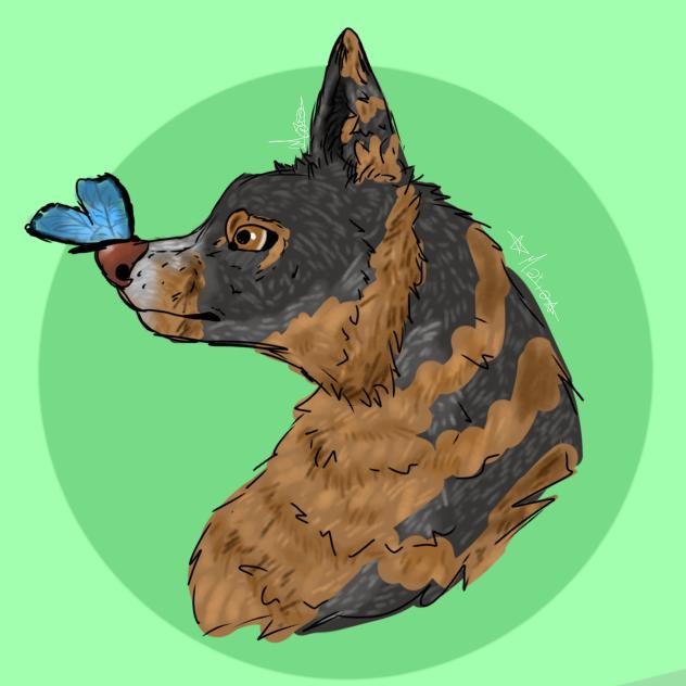 german shepherd with a butterfly