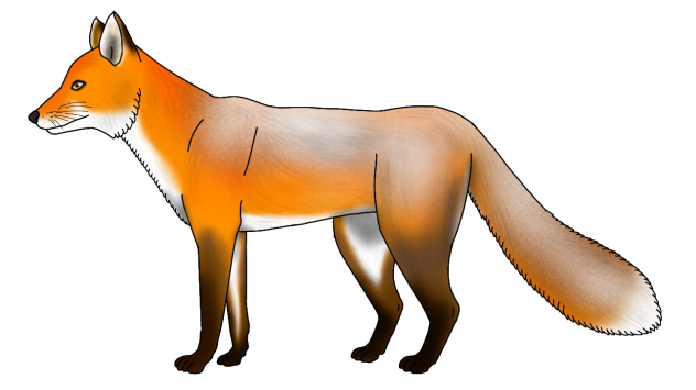 Scandinavian Red Fox render