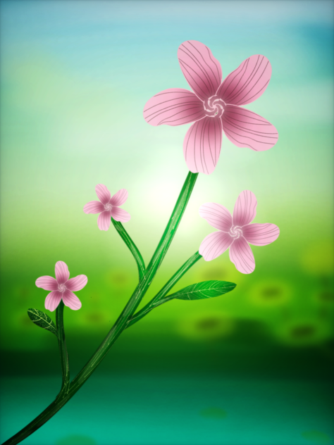 cherry blossoms
