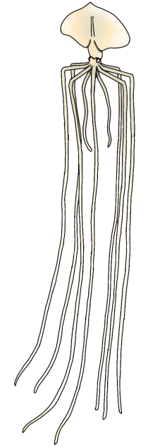 Reinachan Bigfin Squid render