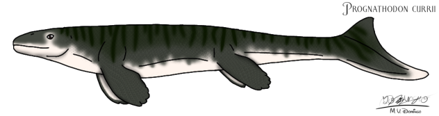 Prognathodon currii