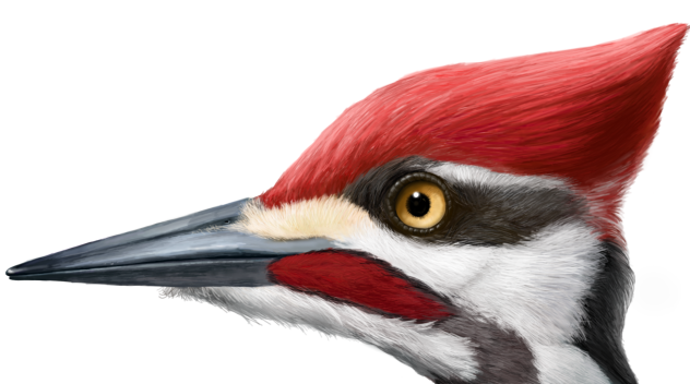 キツツキ(woodpecker)