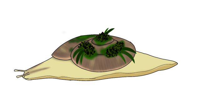 Common Bushshell render with plants