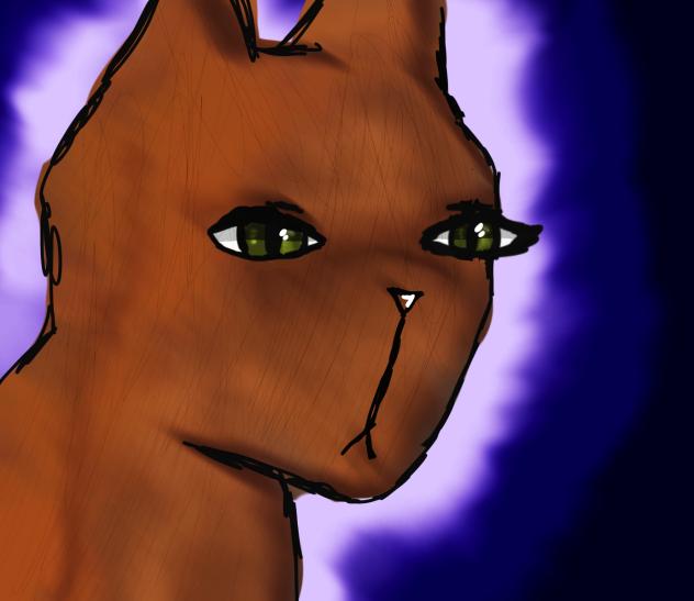 Siberian red cat