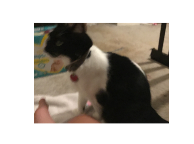 HEHE MY KITTY