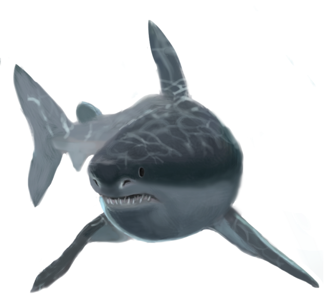 サメ