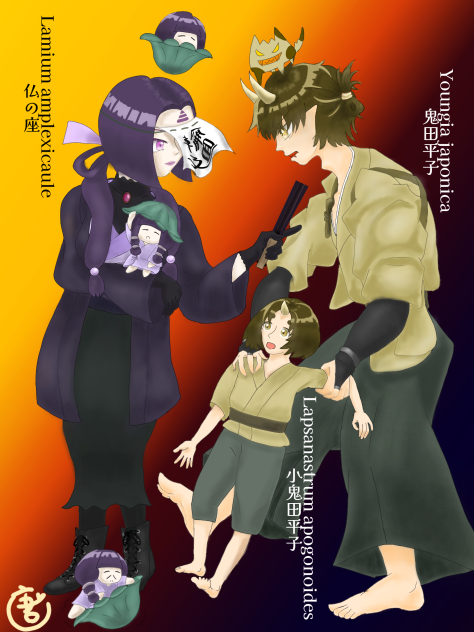 仏の座-Lamium amplexicaule-