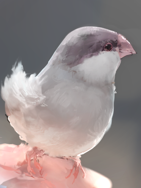 文鳥