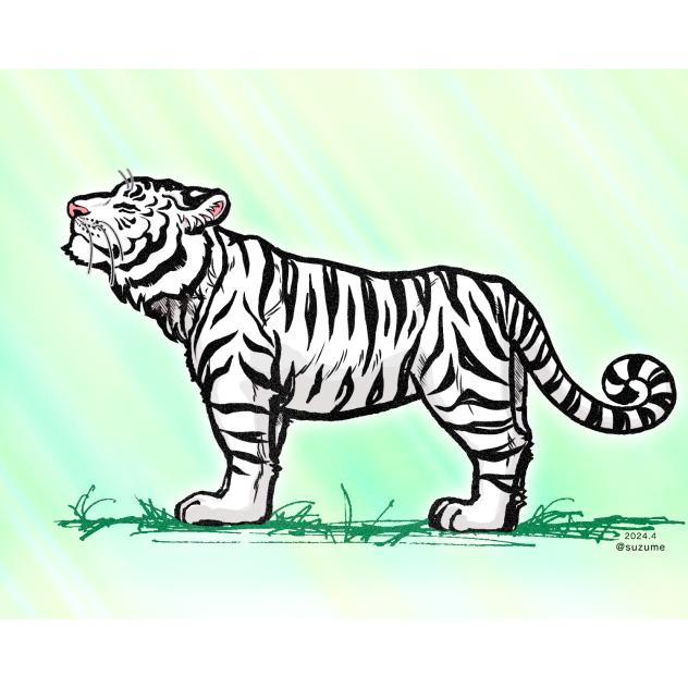 天を仰ぐ白いトラ　背景あり
