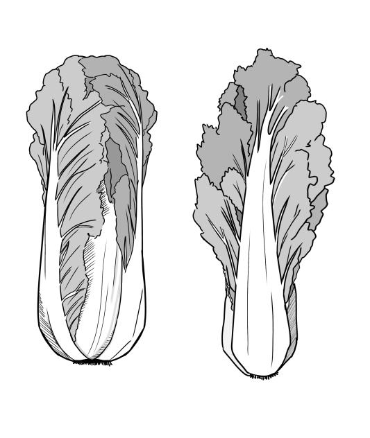 Chinese lettuce.
