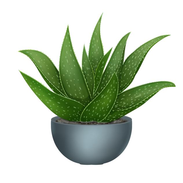 Aloevera