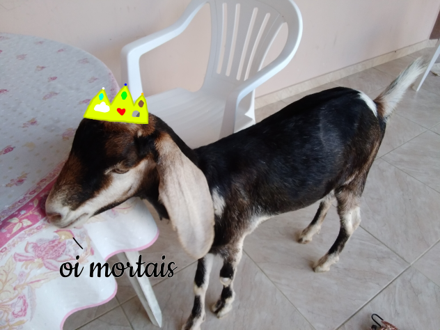 minha cabra Mel