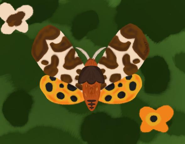 Drawing moth kinds (day 1)