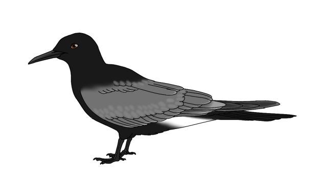 Black Tern (breeding) render