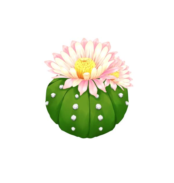 Astrophytum asterias