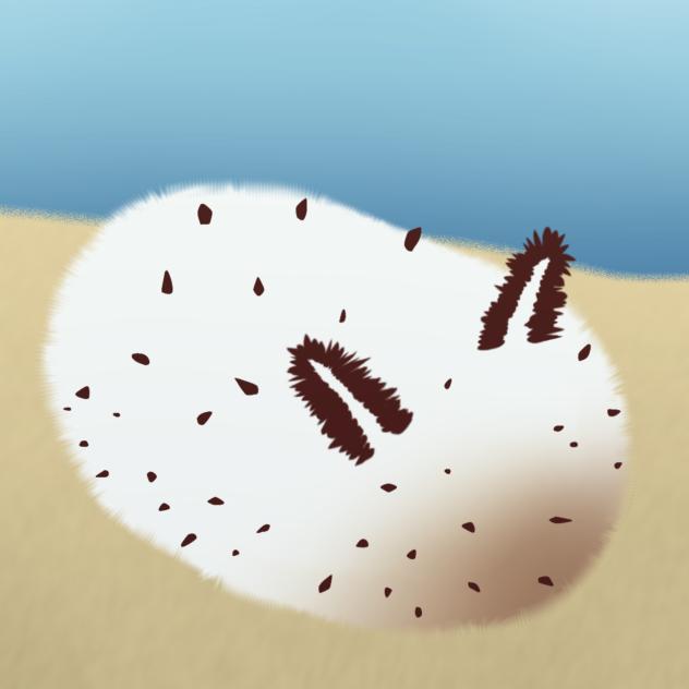 Sea bunny