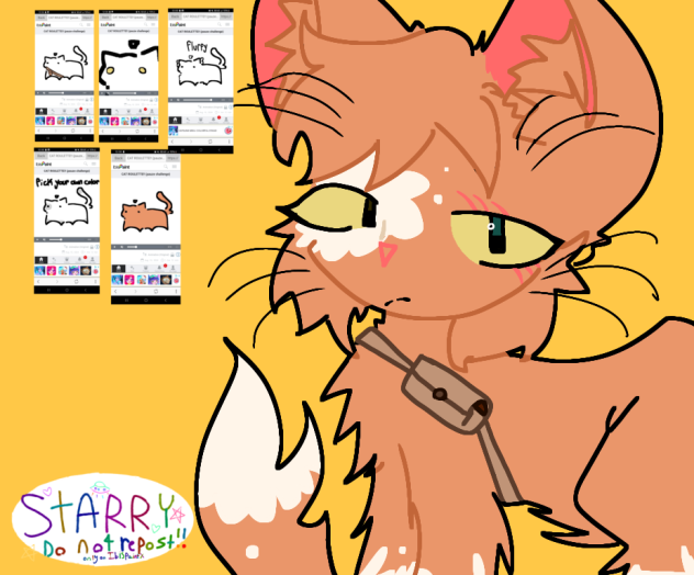 CAT ROULETTE!!!