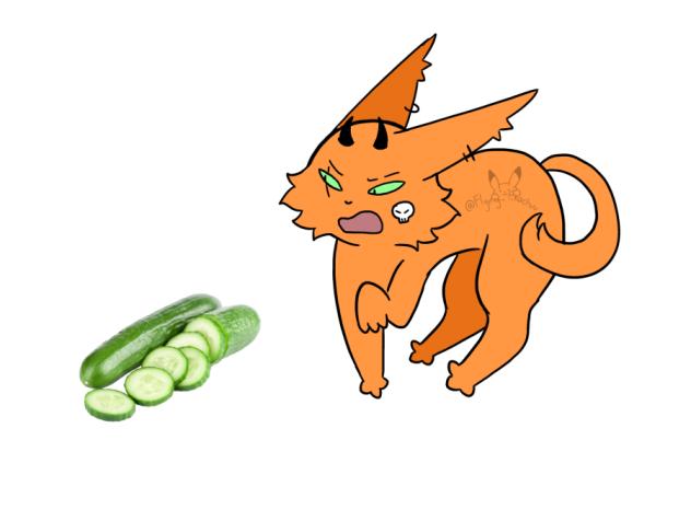 cat no liek cucumber