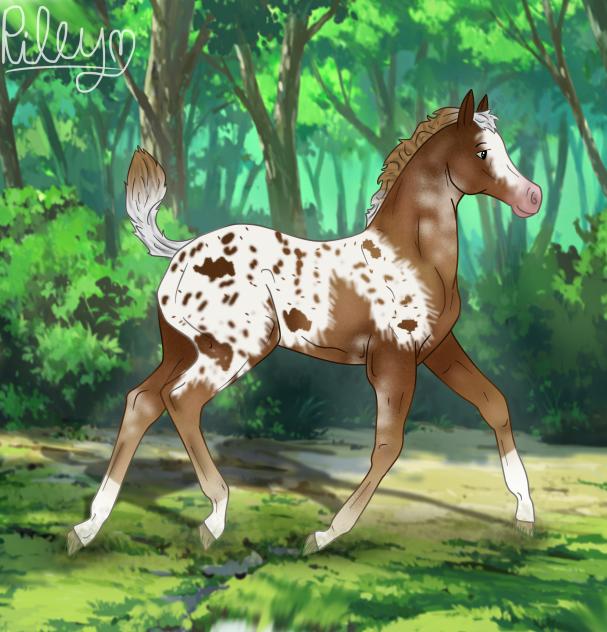 little baby appaloosa!