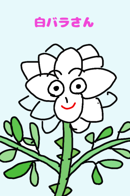 白バラさん