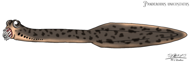 Panderodus unicostatus