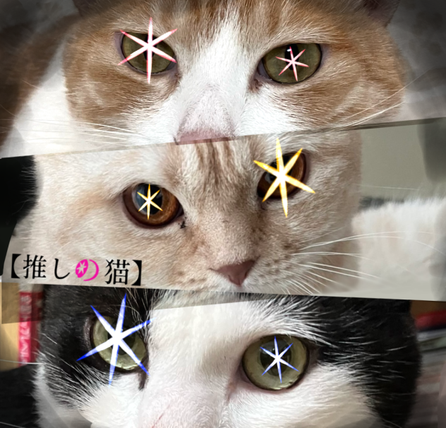 🐱×🎤 新・新生b小町